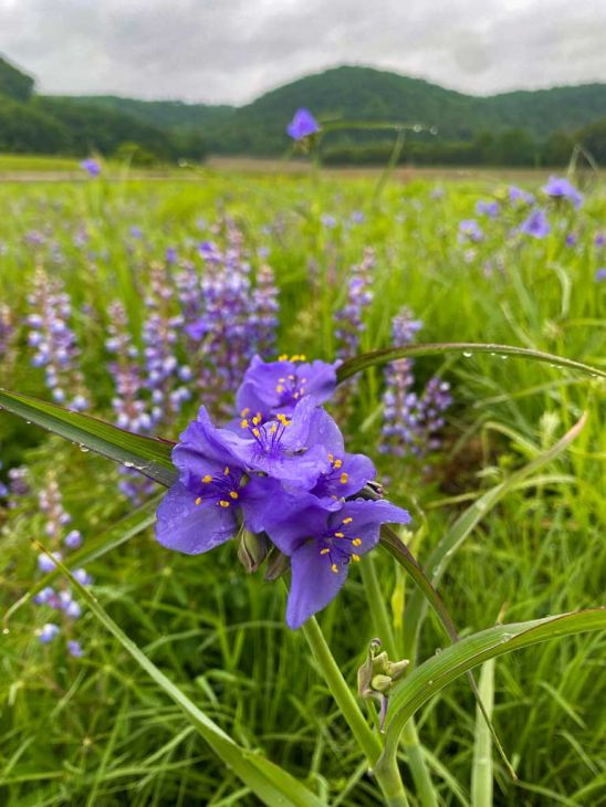 Florida Seed Box (Spring)