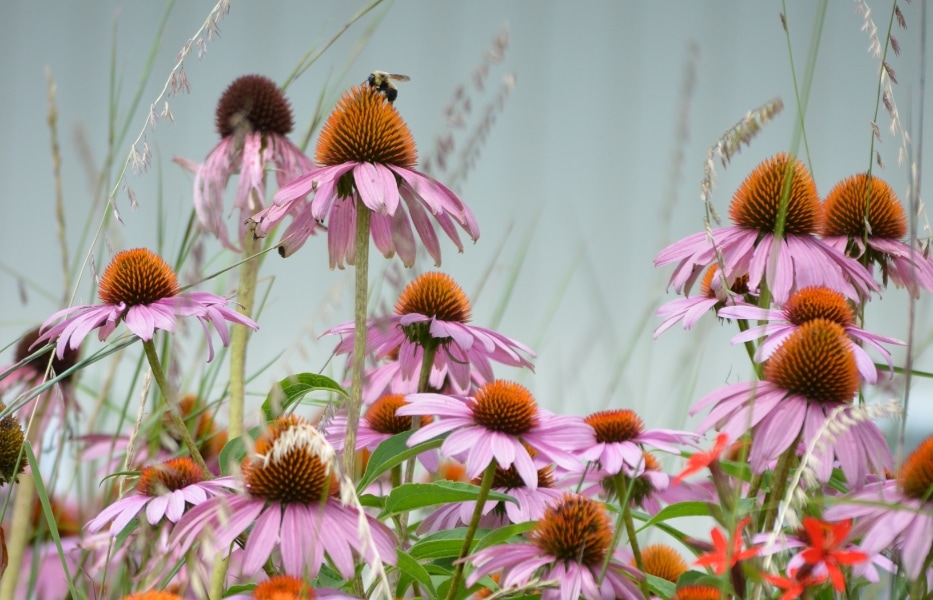 Native Seeds and Plants for Gardening and Restoration