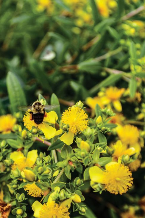 Hypericum Prolificum Shrubby St Johns Wort Prairie Moon Nursery 