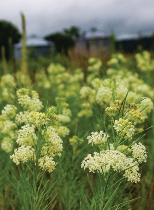 Asclepias Verticillata Whorled Milkweed | Prairie Moon Nursery