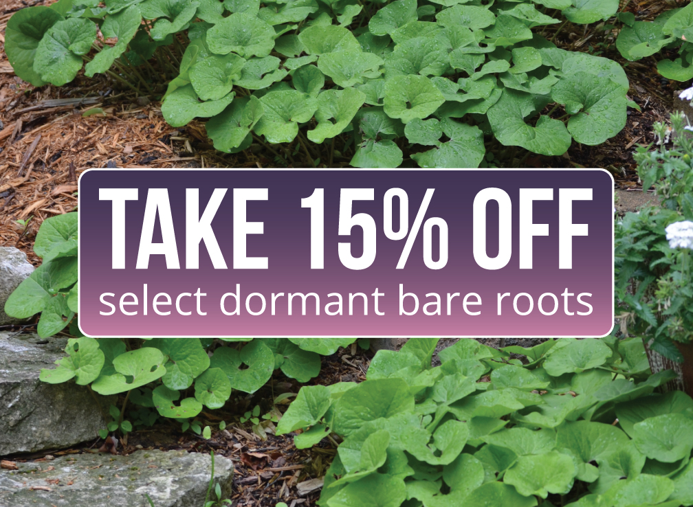 Shop 15% Off Dormant Bare Roots