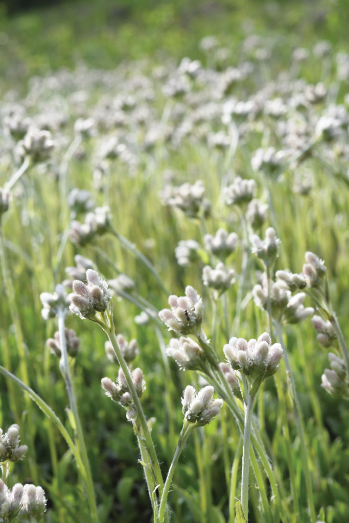 Antennaria plantaginifolia Pussytoes