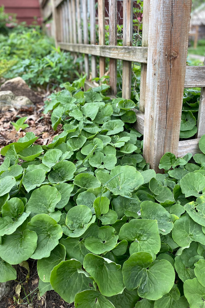 100 Wild Ginger Plants Bare Roots Asarum Canadense Organic Planting store Stock Perennial