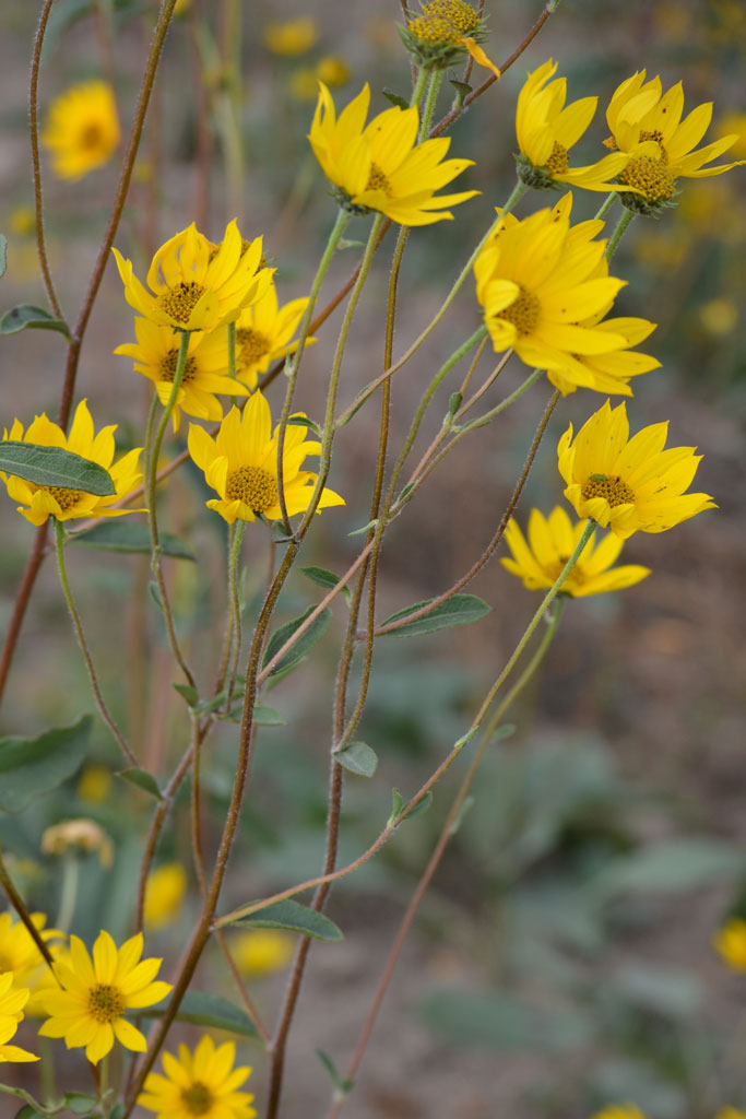 Helianthus occidentalis Western Sunflower | Prairie Moon Nursery