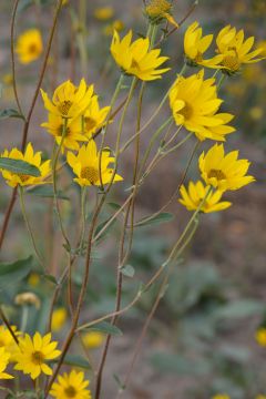 Helianthus pauciflorus Showy Sunflower Prairie Moon | Nursery