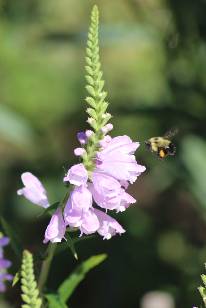 Physostegia virginiana Obedient Plant | Prairie Moon Nursery