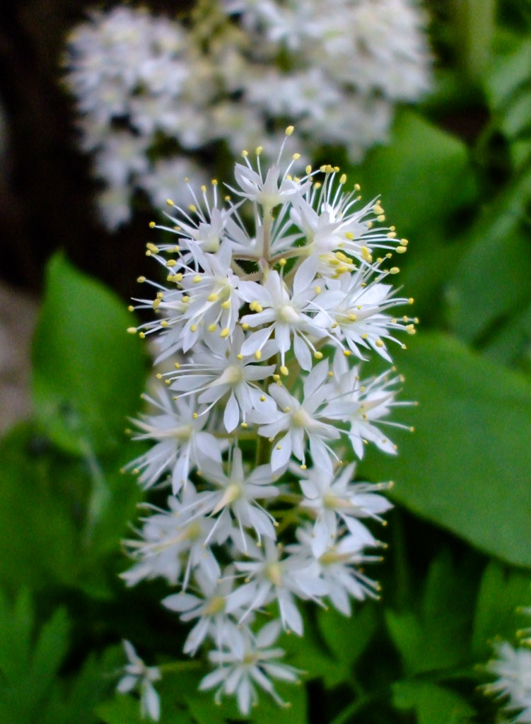 Tiarella cordifolia (Foam Flower)