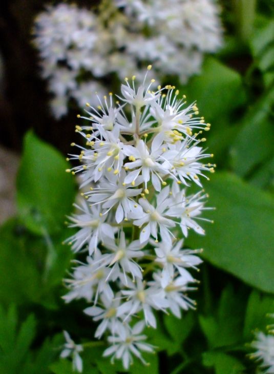 Foamflower  Tiarella cordifolia