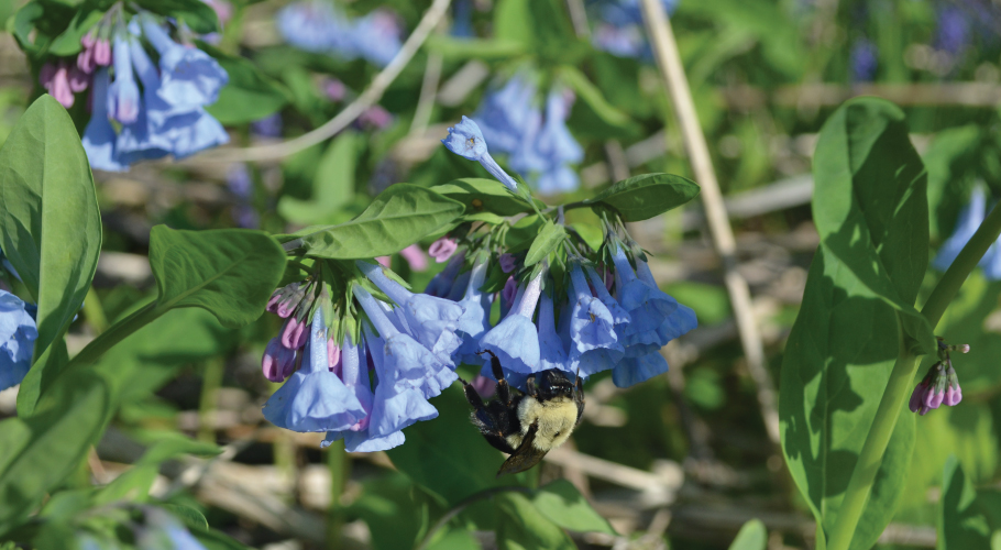 Native Seeds and Plants for Gardening and Restoration