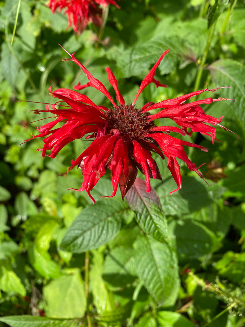 Monarda didyma Scarlet Bee Balm | Prairie Moon Nursery