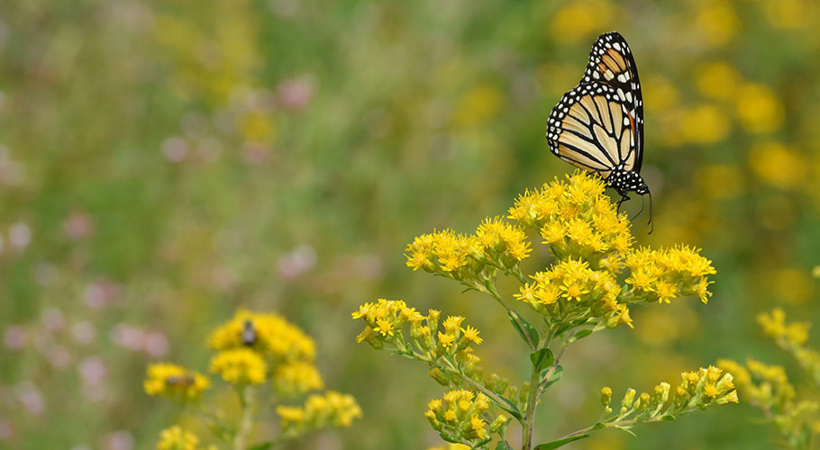 Native Seeds and Plants for Gardening and Restoration