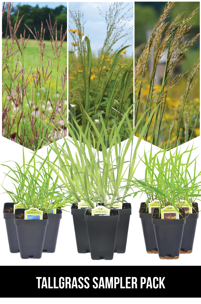 Tallgrass Sampler  Prairie Moon Nursery