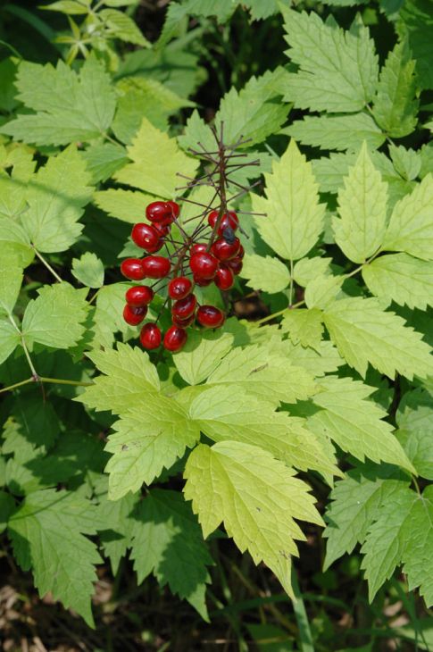 Actaea rubra Red Baneberry