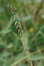 Sporobolus heterolepis Prairie Dropseed | Prairie Moon Nursery