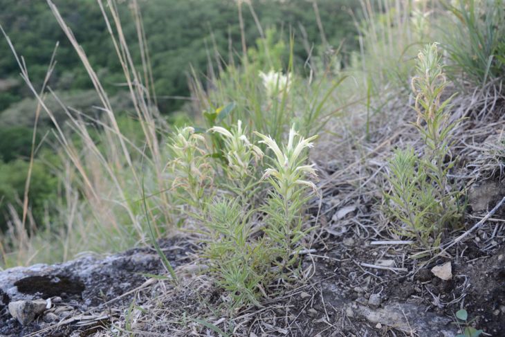 Mio mio (Baccharis coridifolia)