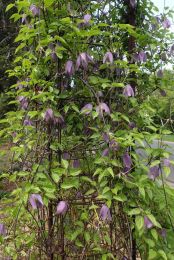 Clematis Virginiana Virgin S Bower Prairie Moon Nursery