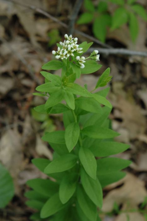 Comandra Umbellata Bastard Toadflax Prairie Moon Nursery