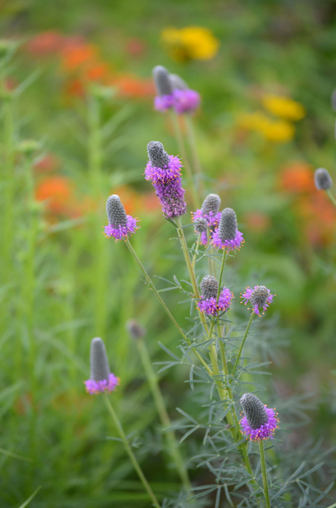 Dalea purpurea Purple Prairie Clover Prairie Moon Nursery