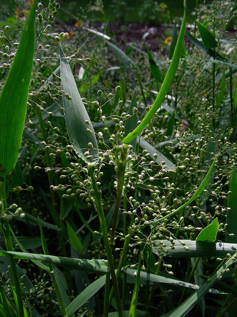 Panicum oligosanthes Scribner's Panic Grass | Prairie Moon Nursery