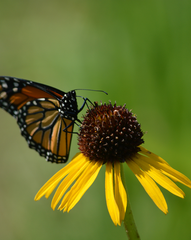 Echinacea paradoxa Bush’s Coneflower | Prairie Moon Nursery