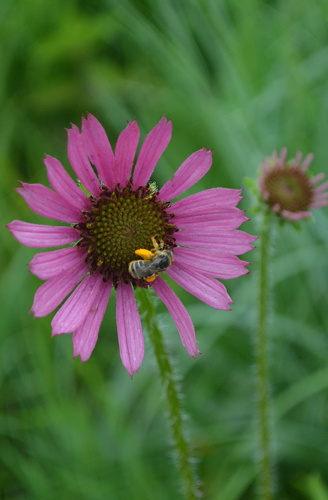 Echinacea Tennesseensis Tennessee Coneflower Prairie Moon Nursery