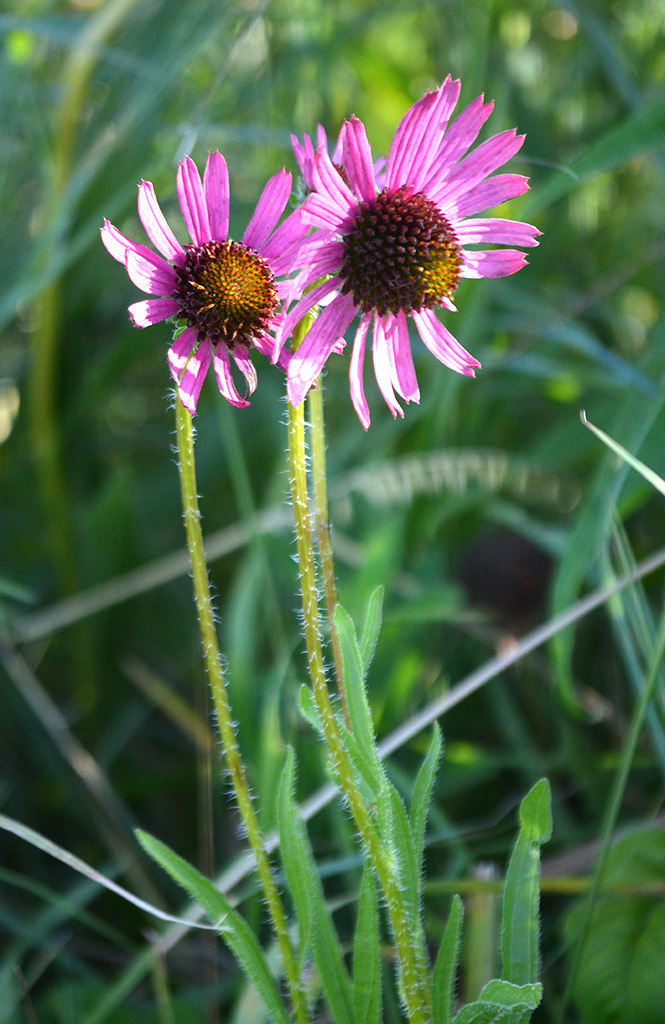 Echinacea tennesseensis Tennessee Coneflower | Prairie 