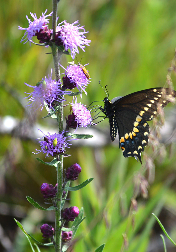 Liatris aspera Button Blazing Star | Prairie Moon Nursery