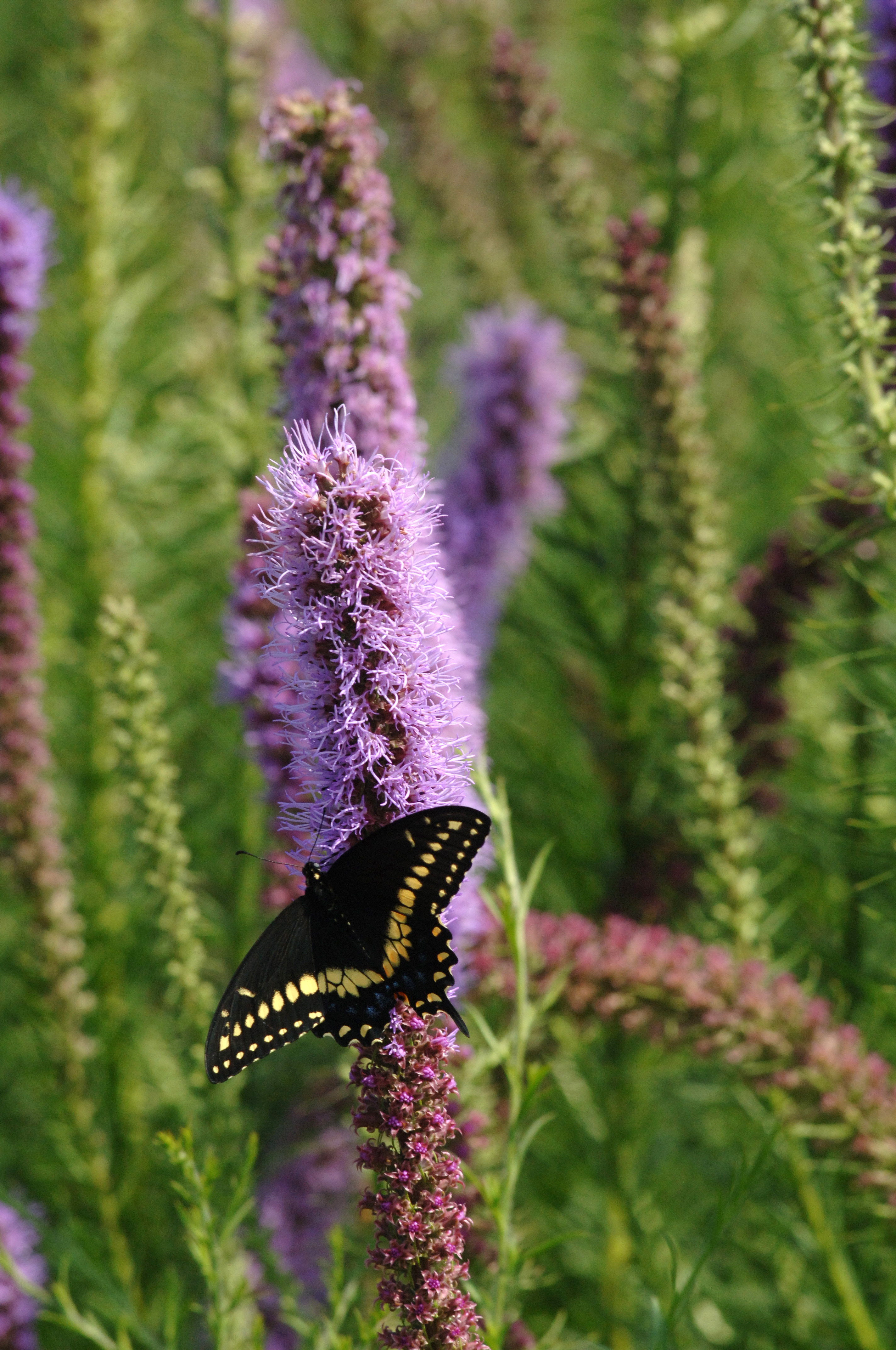 Liatris Pycnostachya Prairie Blazing Star Prairie Moon Nursery