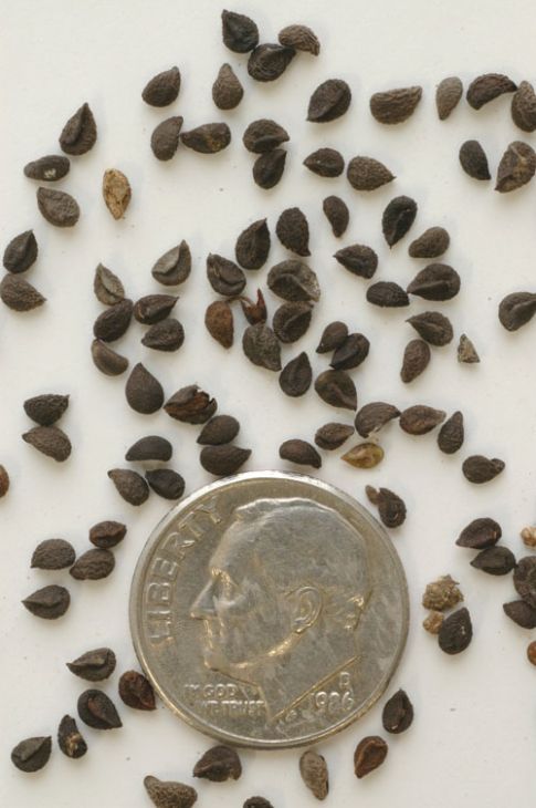 10 Seeds Rare Mertensia Virginica Virginia Bluebells -  Canada