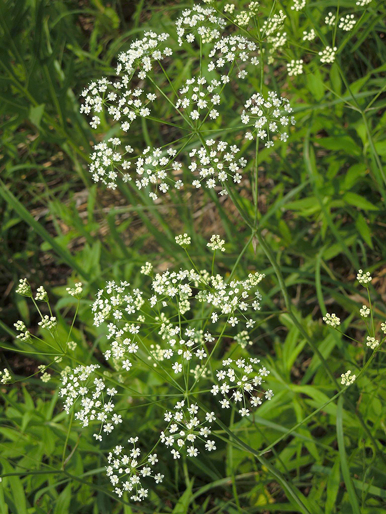 perideridia americana wild dill prairie moon nursery