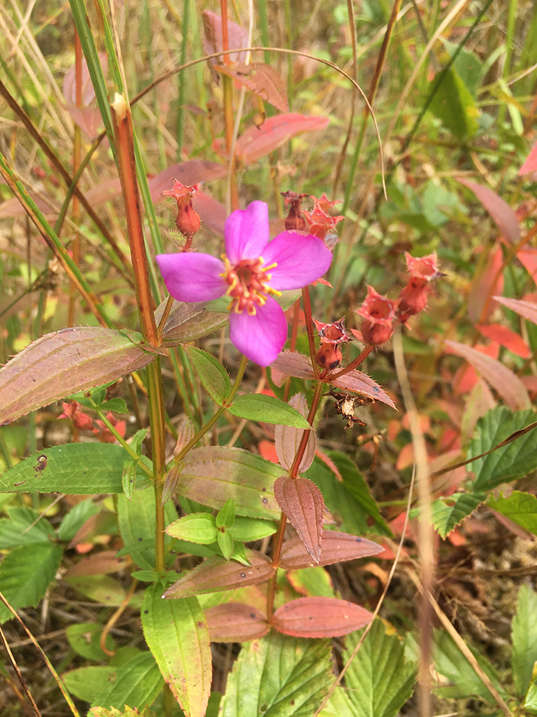 Rhexia virginica Meadow Beauty | Prairie Moon Nursery