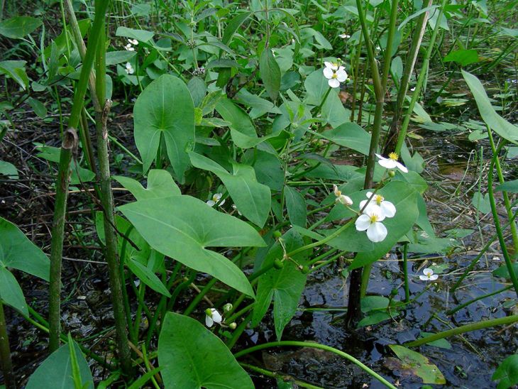 Arrowhead Plant Seedling