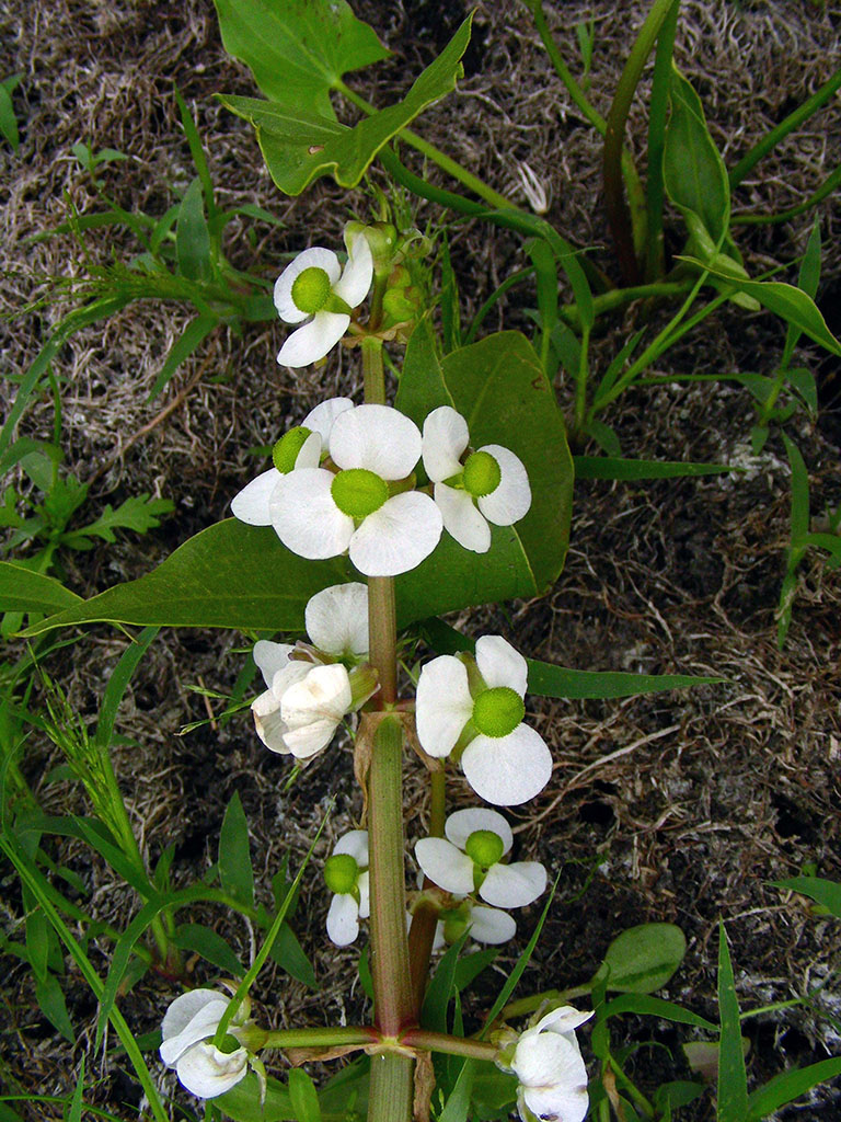 arrowhead plant seedling