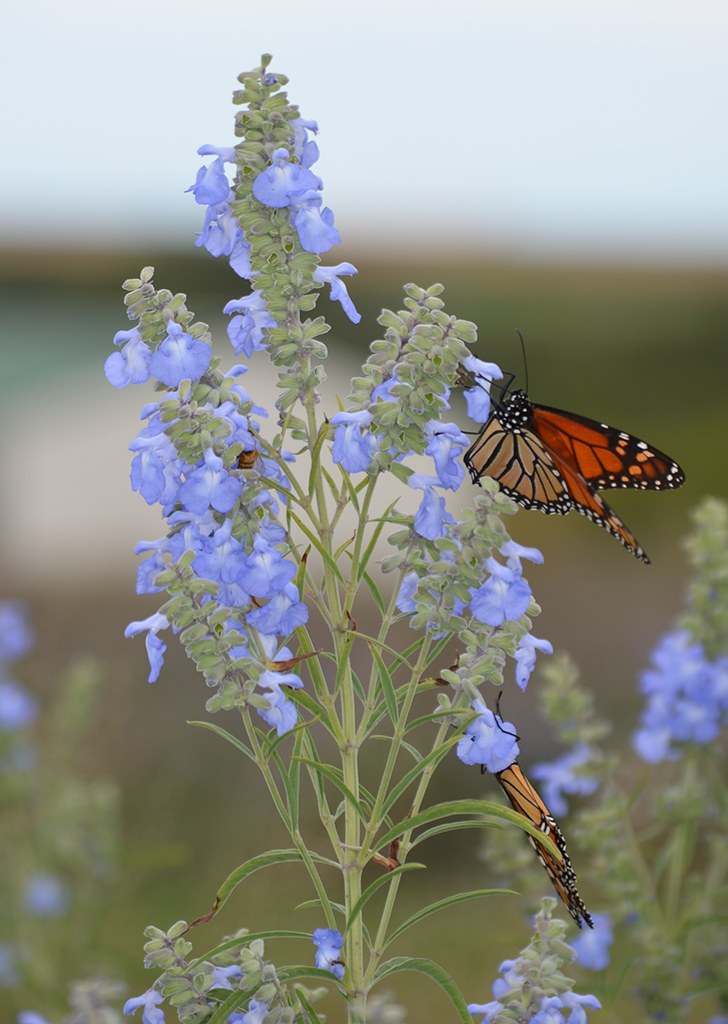 Salvia azurea Blue    Sage | Prairie Moon Nursery