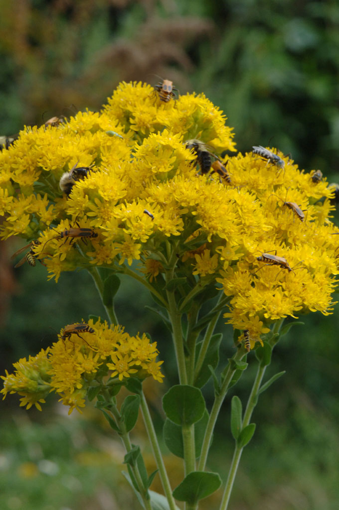 Oligoneuron rigidum Stiff Goldenrod | Prairie Moon Nursery