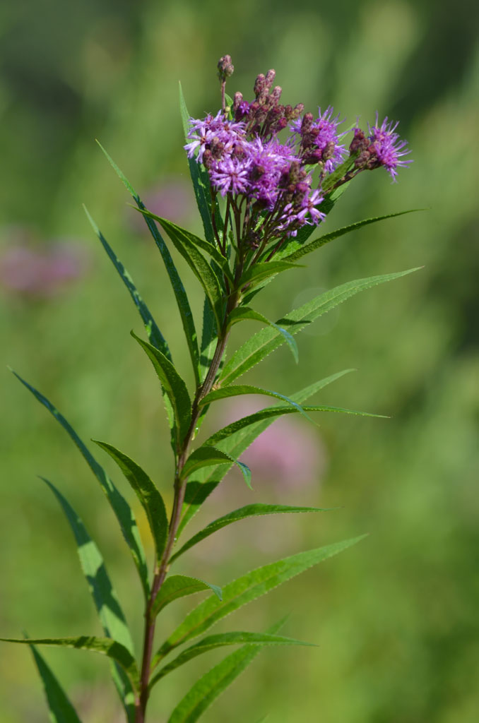 vernonia fasciculata common ironweed prairie moon nursery