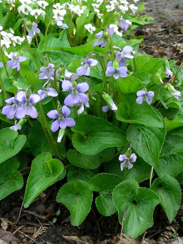 Viola Cucullata Marsh Blue Violet Prairie Moon Nursery