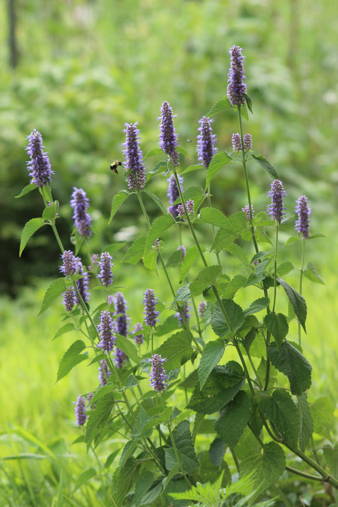 Agastache Foeniculum Anise Hyssop 