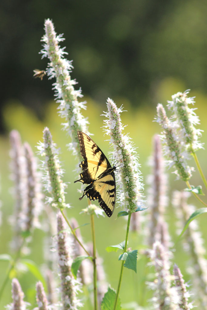 Agastache scrophulariaefolia Purple Giant Hyssop Prairie 