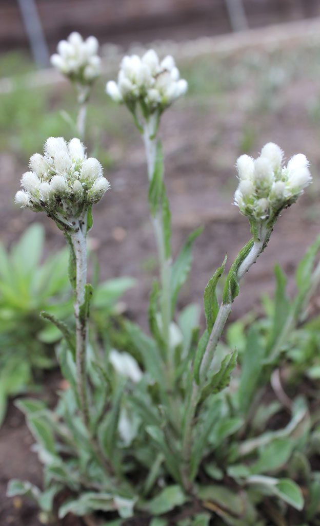 Antennaria plantaginifolia Pussytoes Prairie Moon Nursery