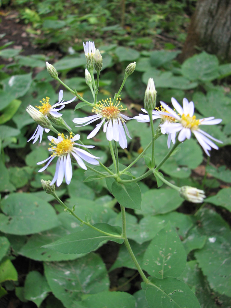 Eurybia macrophylla Big-leaved Aster | Prairie Moon Nursery