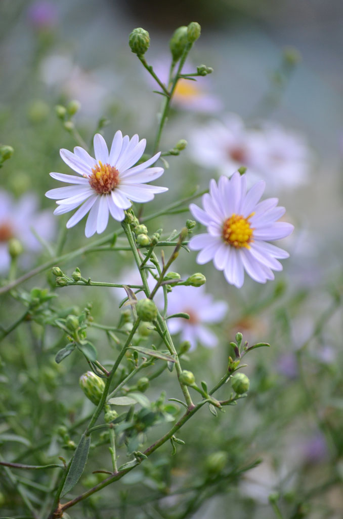 Symphyotrichum turbinellum Prairie Aster Prairie Moon