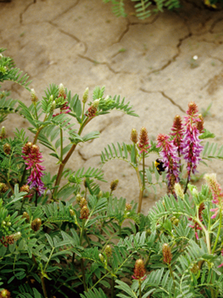 Astragalus bisulcatus Two-Grooved Milk Vetch | Prairie Moon Nursery