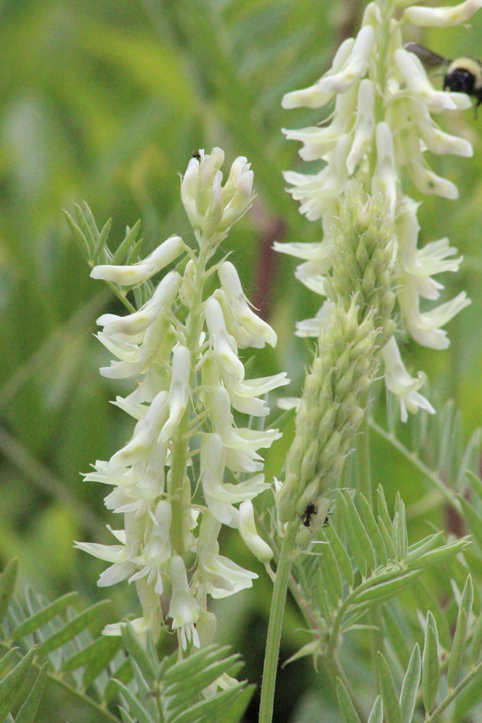 Astragalus racemosus Creamy Milk Vetch | Prairie Moon Nursery