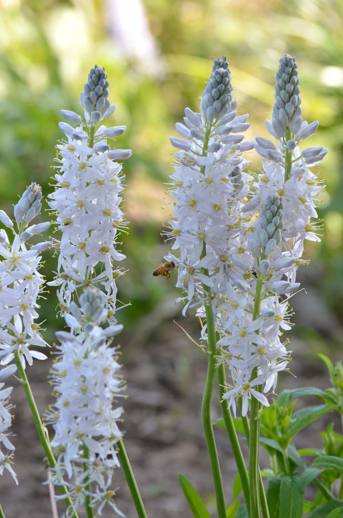 camassia-scilloides-wild-hyacinth-prairie-moon-nursery