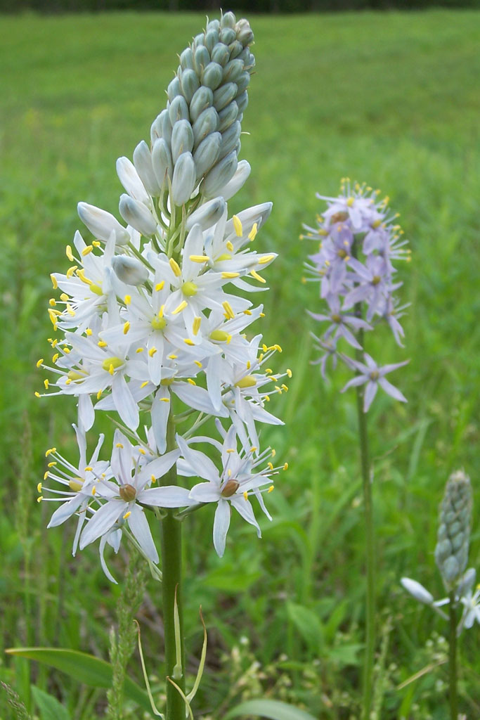 camassia scilloides wikipedia