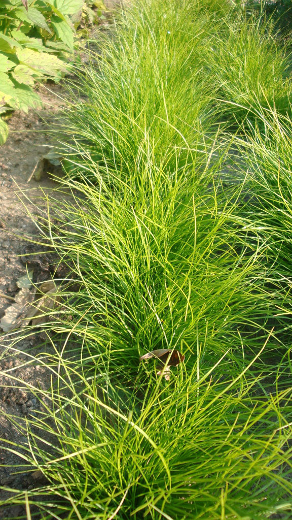 Carex eburnea Ivory Sedge | Prairie Moon Nursery