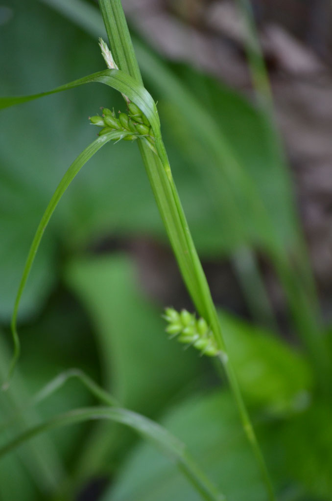 Carex grisea Wood Gray Sedge | Prairie Moon Nursery