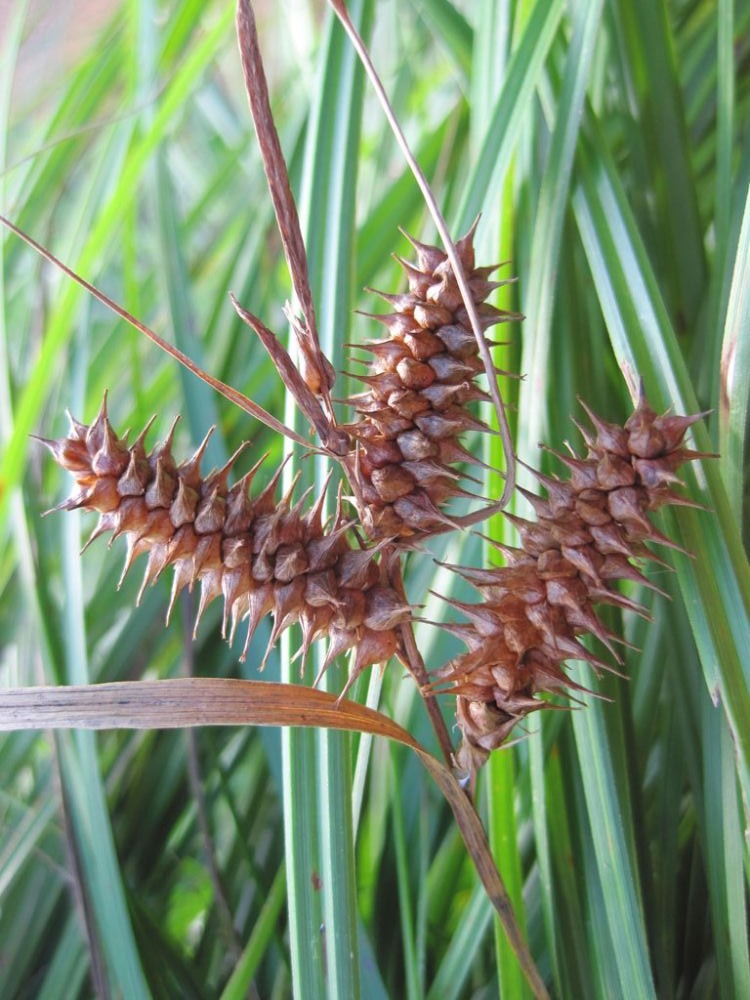 Carex rétroflexa