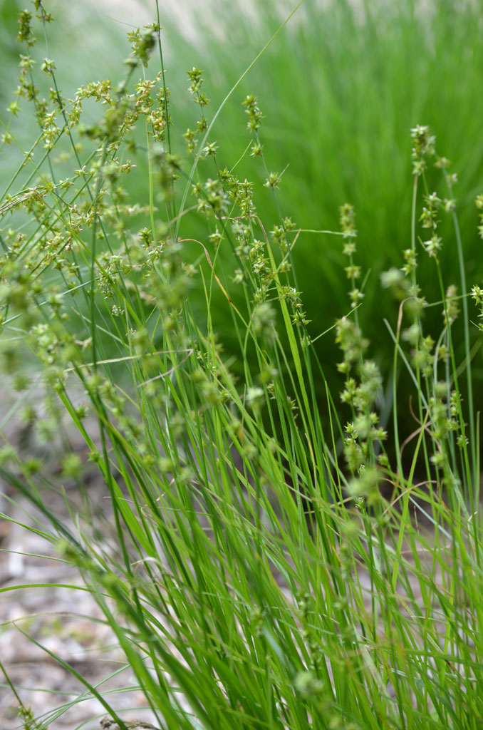 Carex rosea Curly-styled Wood Sedge | Prairie Moon Nursery